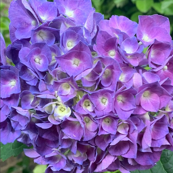 Meet your Posher, Ashley - Picture 3 of 3